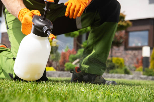 Best Wasp Removal Services  in Bellevue, WA