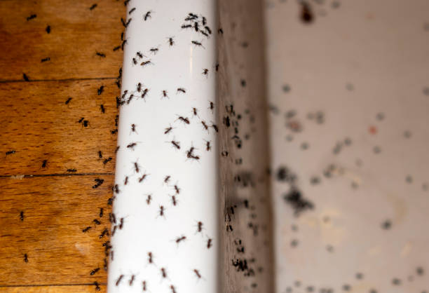 Reliable Bellevue, WA Pest Control Solutions