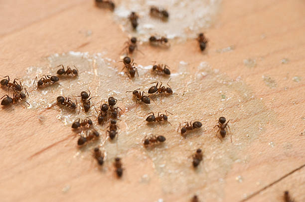 Pest Prevention Services in Bellevue, WA