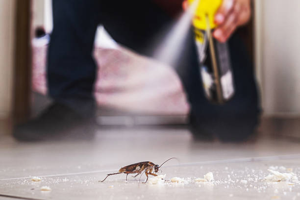 Best Pest Control Near Me  in Bellevue, WA